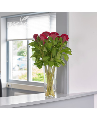 Célosie crête-de-coq Neo Red imp. (graines enrobées)