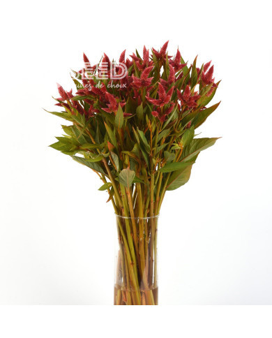 Célosie en épis Celway Orange (graines enrobées)