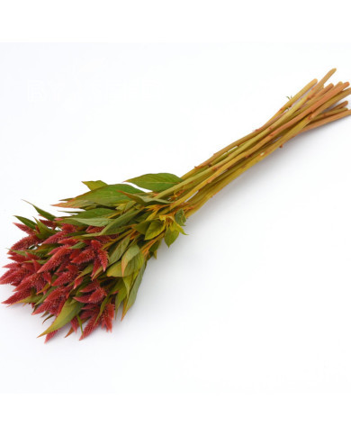 Célosie en épis Celway Orange (graines enrobées)