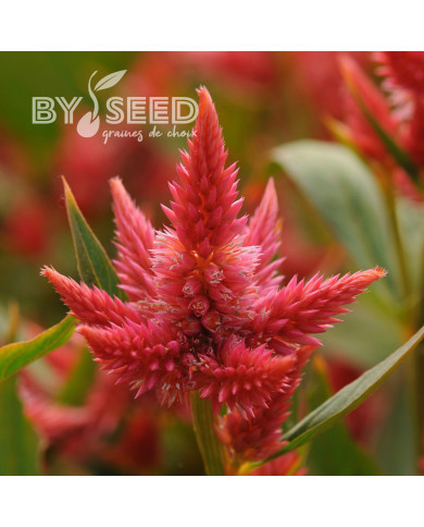 Célosie en épis Celway Orange (graines enrobées)