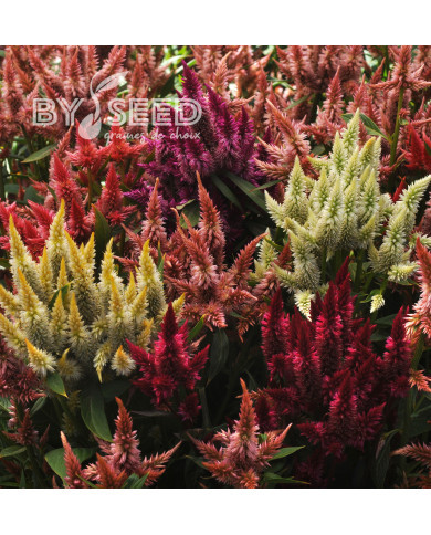 Célosie en épis Celway Outdoor Mix (graines enrobées)