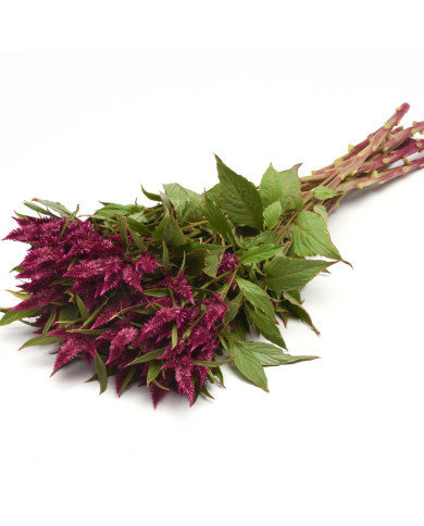 Célosie en épis Celway Purple (graines enrobées)