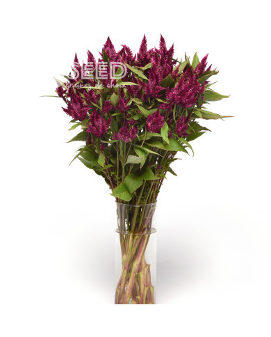 Célosie en épis Celway Purple (graines enrobées)