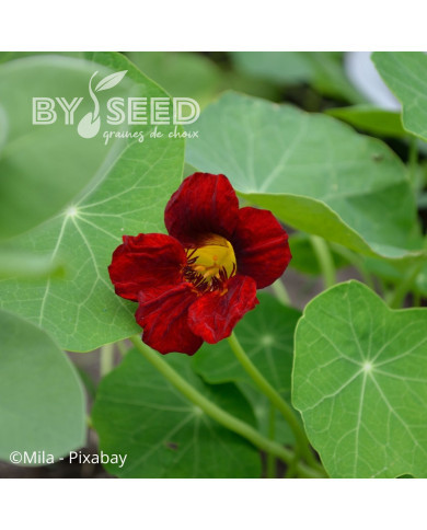 Capucine naine King Theodore