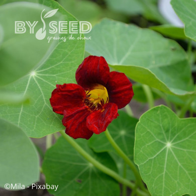 Capucine naine King Theodore