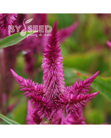 Célosie en épis Celway Purple (graines enrobées)