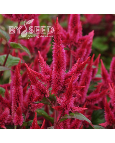 Célosie en épis Celway Red (graines enrobées)