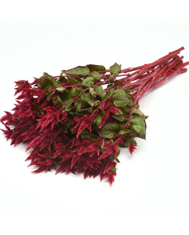 Célosie en épis Celway Red (graines enrobées)