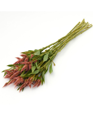 Célosie en épis Celway Salmon (graines enrobées)