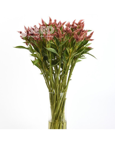 Célosie en épis Celway Salmon (graines enrobées)