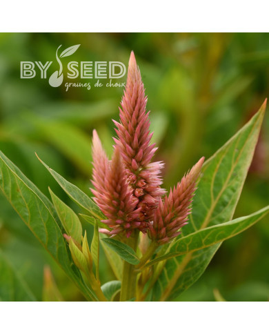 Célosie en épis Celway Salmon (graines enrobées)