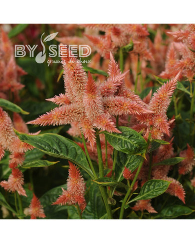 Célosie en épis Celway Salmon (graines enrobées)
