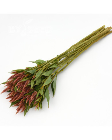 Célosie en épis Celway Terracotta (graines enrobées)