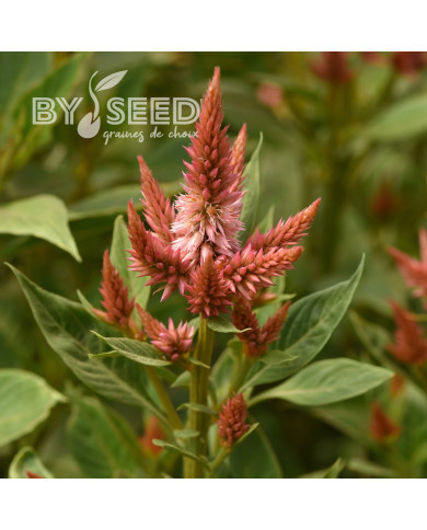 Célosie en épis Celway Terracotta (graines enrobées)