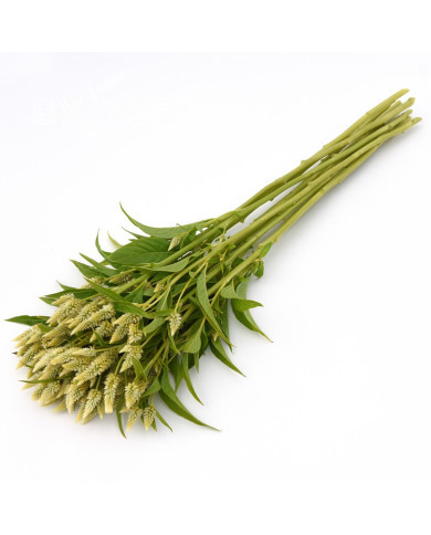 Célosie en épis Celway White (graines enrobées)