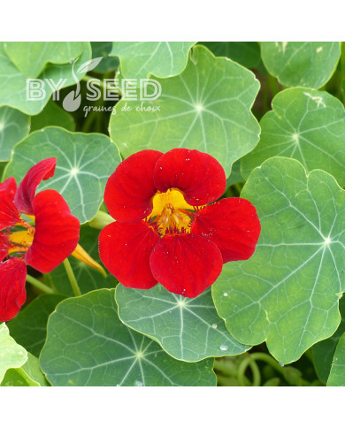 Capucine naine King Theodore