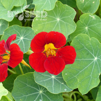 Capucine naine King Theodore