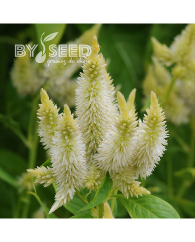 Célosie en épis Celway White (graines enrobées)