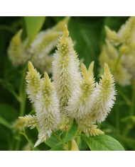 Célosie en épis Flamingo Feather BIO