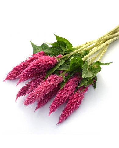 Célosie plumeuse Sunday Pink Bright