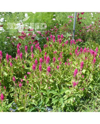 Célosie plumeuse Sunday Pink Bright