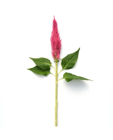 Célosie plumeuse Sunday Pink Bright