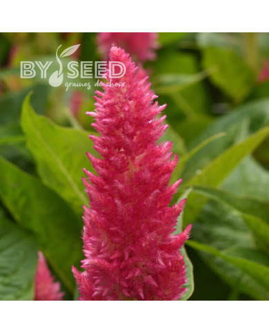 Célosie plumeuse Sunday Pink Bright