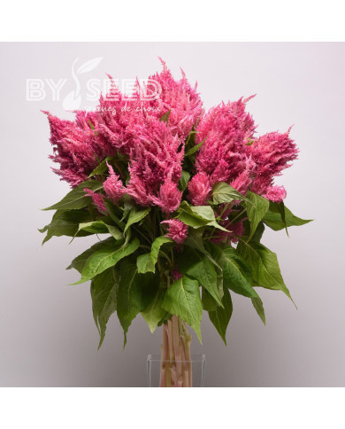 Célosie plumeuse Sunday Pink Bright