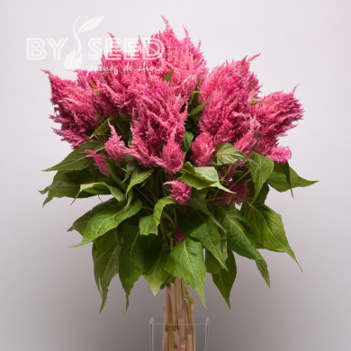 Célosie plumeuse Sunday Pink Bright