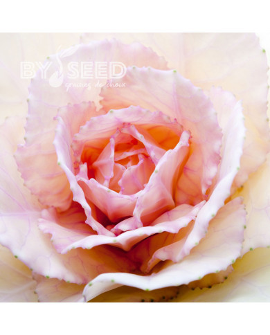 Chou d'ornement F1 Empire Agathana