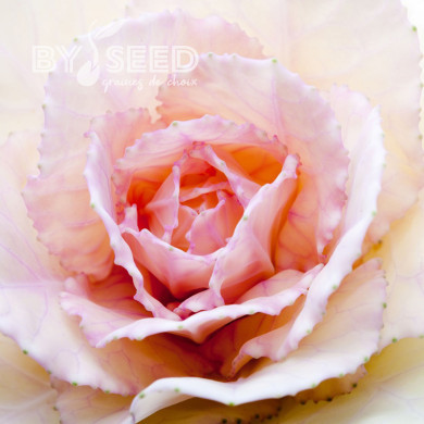 Chou d'ornement F1 Empire Agathana