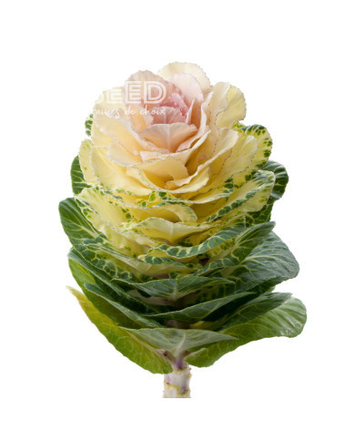 Chou d'ornement F1 Empire Agathana