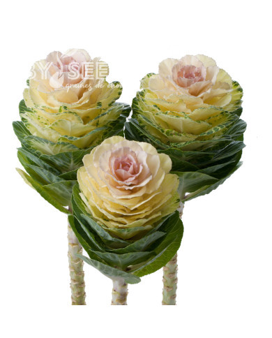 Chou d'ornement F1 Empire Agathana