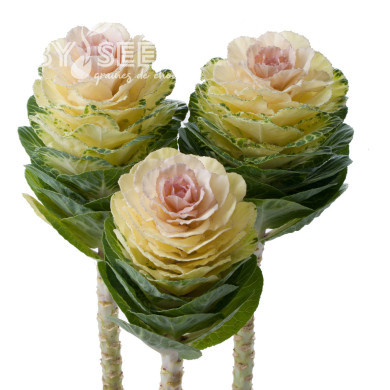 Chou d'ornement F1 Empire Agathana