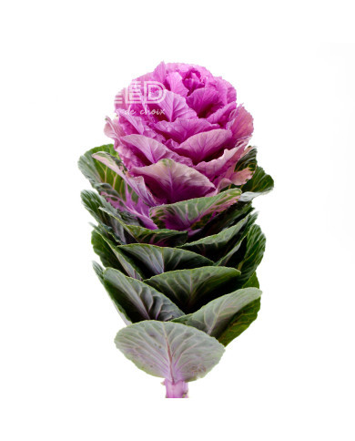 Chou d'ornement F1 Empire Olga