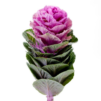 Chou d'ornement F1 Empire Olga