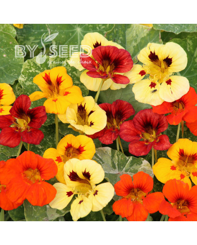 Capucine naine Mix Troika