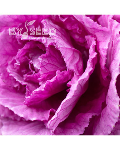 Chou d'ornement F1 Empire Olga