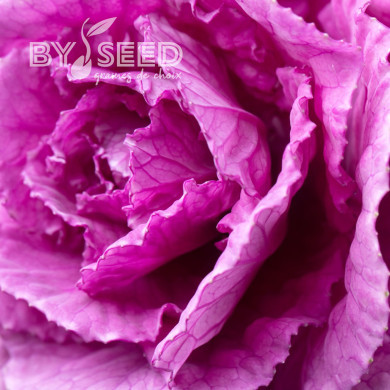 Chou d'ornement F1 Empire Olga