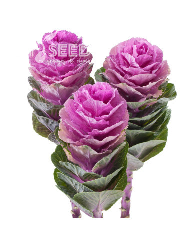 Chou d'ornement F1 Empire Olga