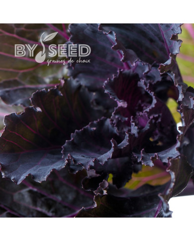 Chou d'ornement F1 Black Leaf