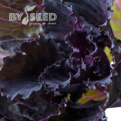 Chou d'ornement F1 Black Leaf