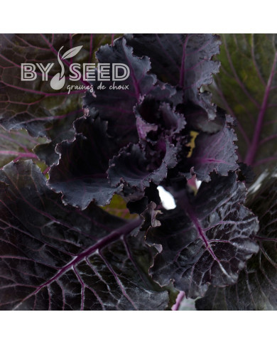 Chou d'ornement F1 Black Leaf