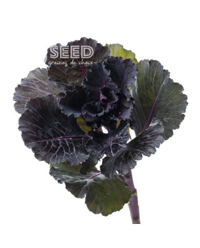 Chou d'ornement F1 Black Leaf