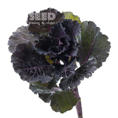 Chou d'ornement F1 Black Leaf