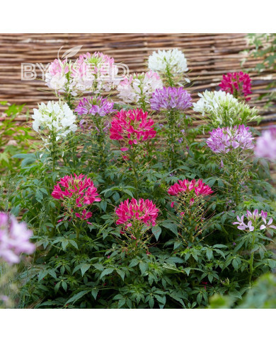 Cléome Sparkler 2.0 mix