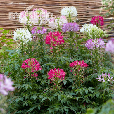 Cléome Sparkler 2.0 mix