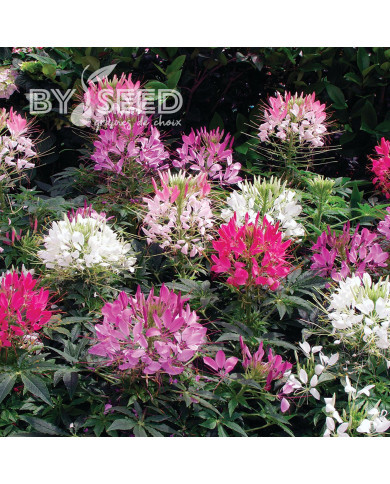 Cléome Sparkler 2.0 mix