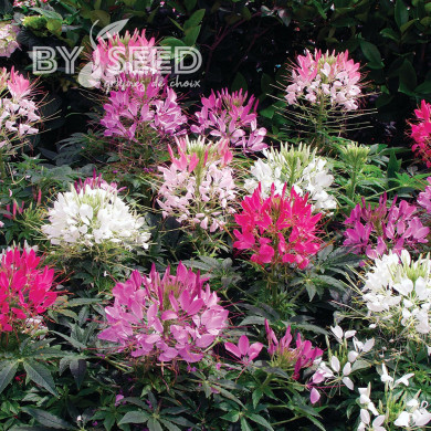 Cléome Sparkler 2.0 mix