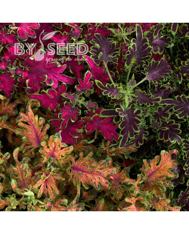 Coléus Colocha Mix